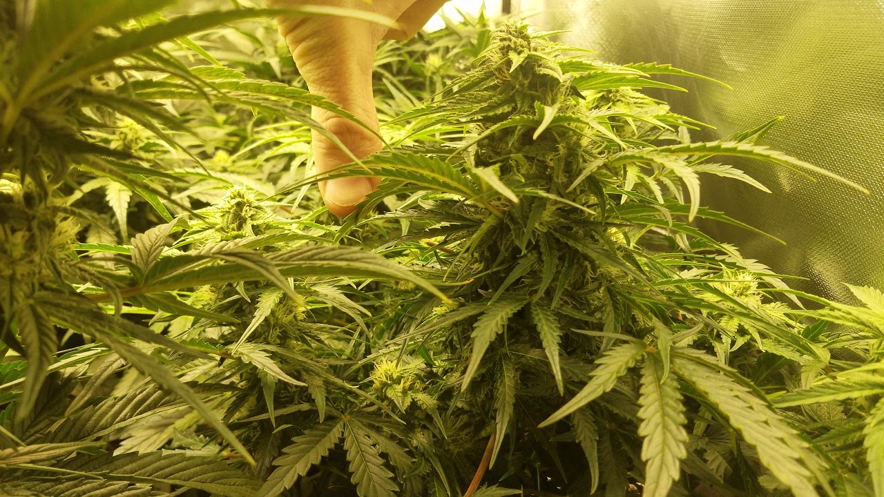 Day 45 from sprout - Mephisto Deez Nuggs, White Crack and Alien Vs. Triangle with HLG 260W + HLG 320