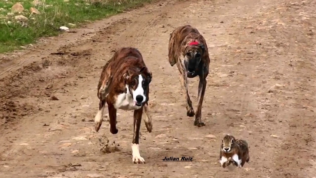 Galgos y Liebres en Campo, Comunidad de Madrid  29 - 11 - 2020