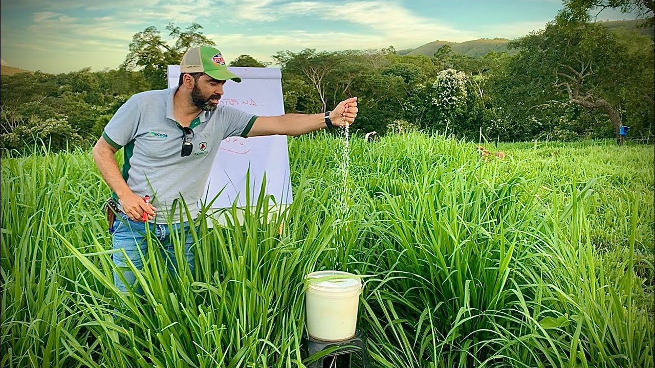 FABRÍCIO TRANSFORMA QUALQUER CAPIM RUIM EM CAPIM BOM USANDO NITROGÊNIO 🧪🧪👀👀🍚