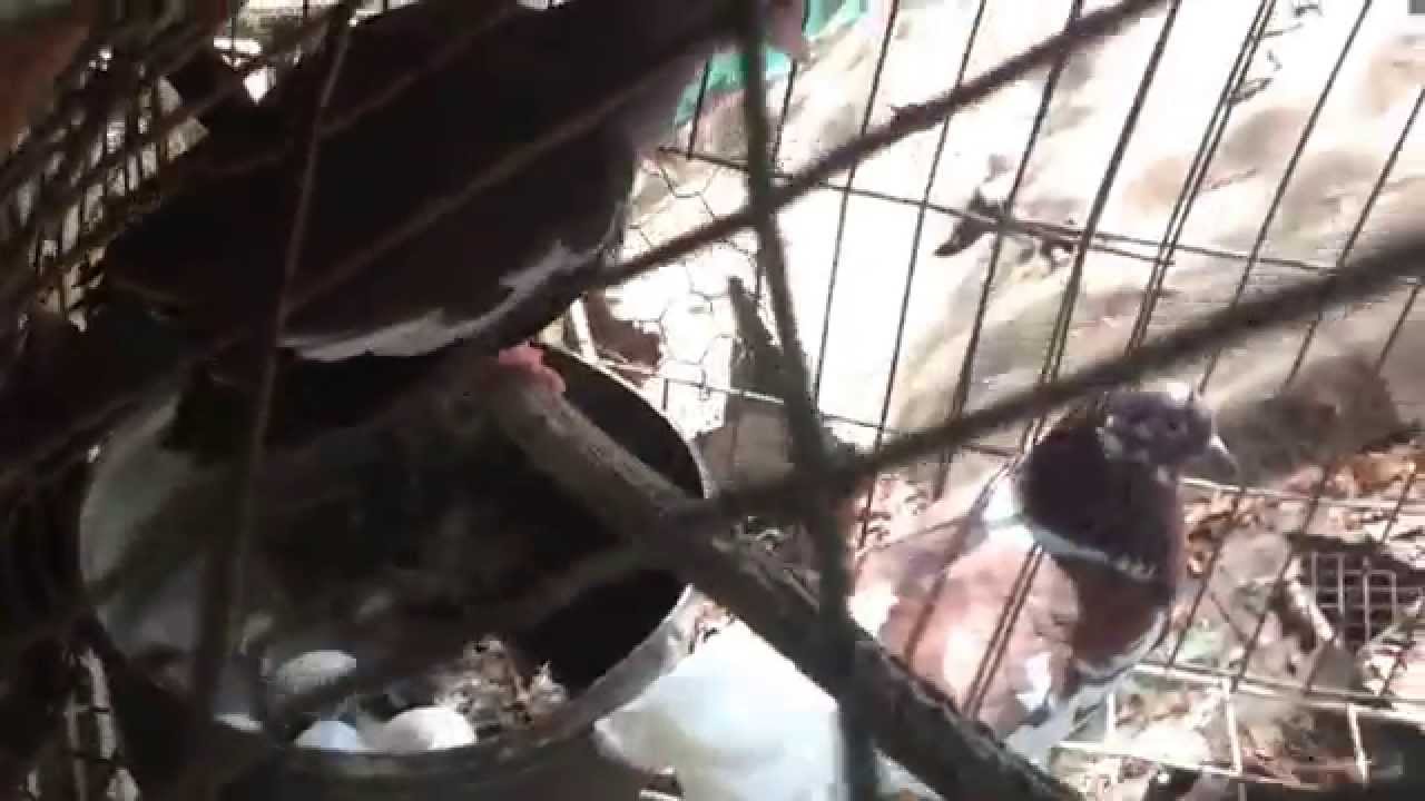 Palomas mutaci&oacute;n,, esta paloma salvaje con una dom&eacute;stica que resultado dar&aacute;