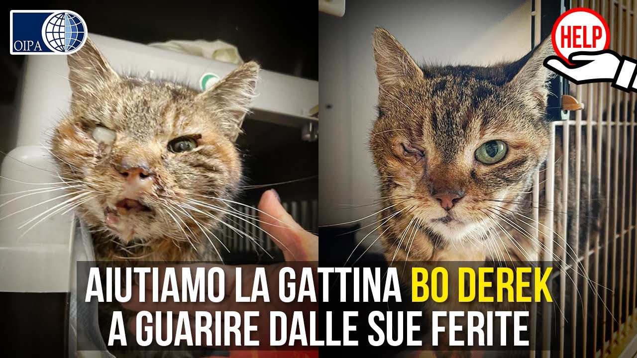 APPELLO: Gattina con la mandibola rotta e un occhio compromesso è stata salvata! Aiutiamo 