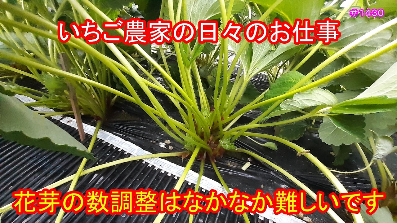 花芽の数調整はなかなか難しいです　いちご農家の日々のお仕事　＃１４３０