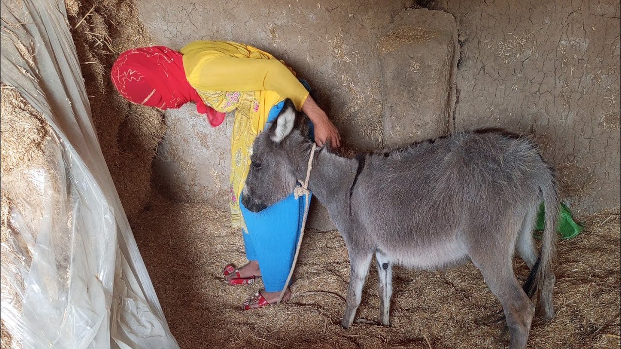 Funny 🤣😆 donkey #usa #animals #cutedonkeys #funny #comedy #english 