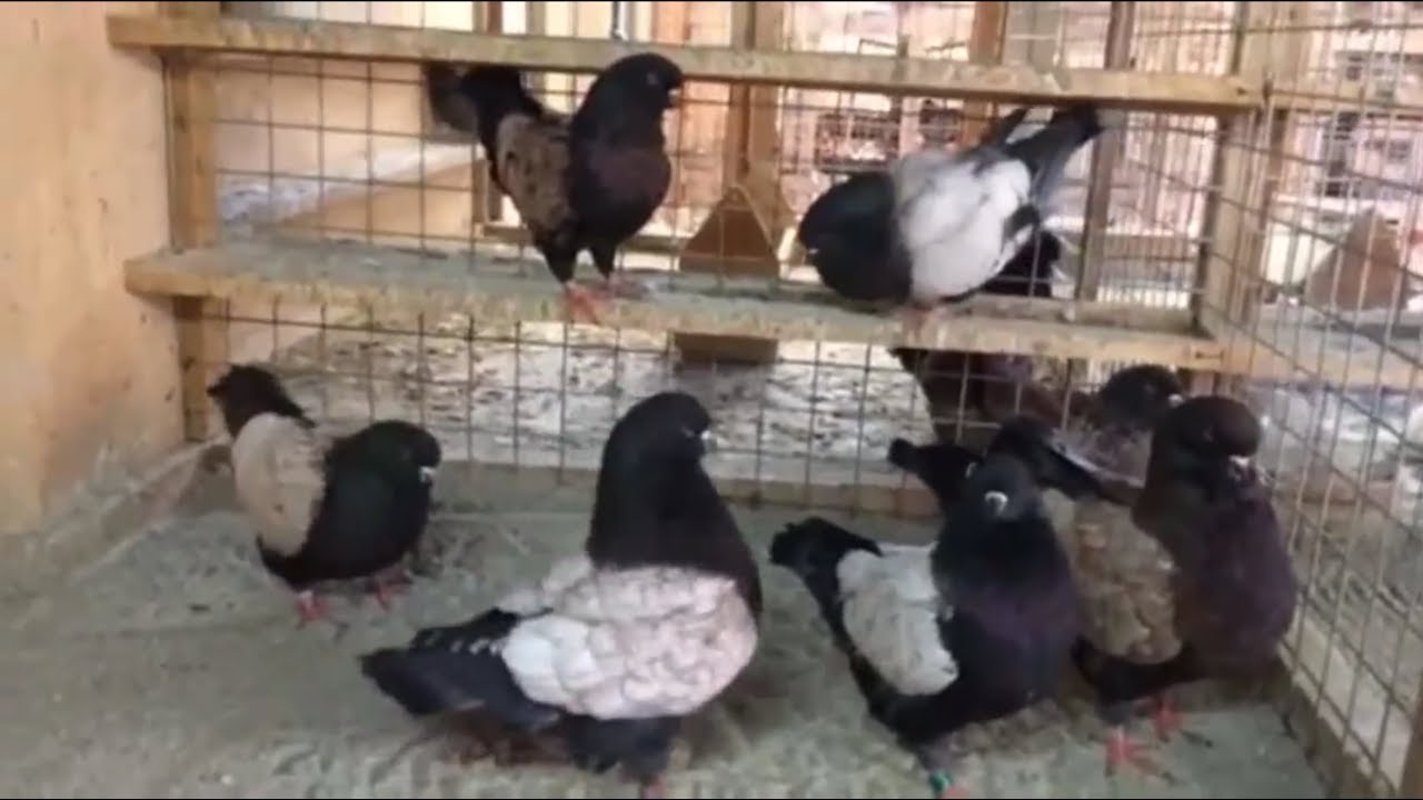 Fancy modena pigeons  collections and pigeon cages