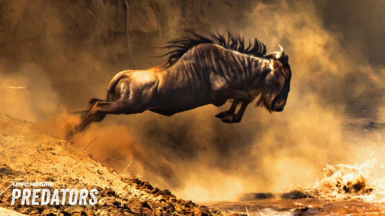 Mara River's Deadly Wildebeest Migration | Nomads of the Serengeti 102