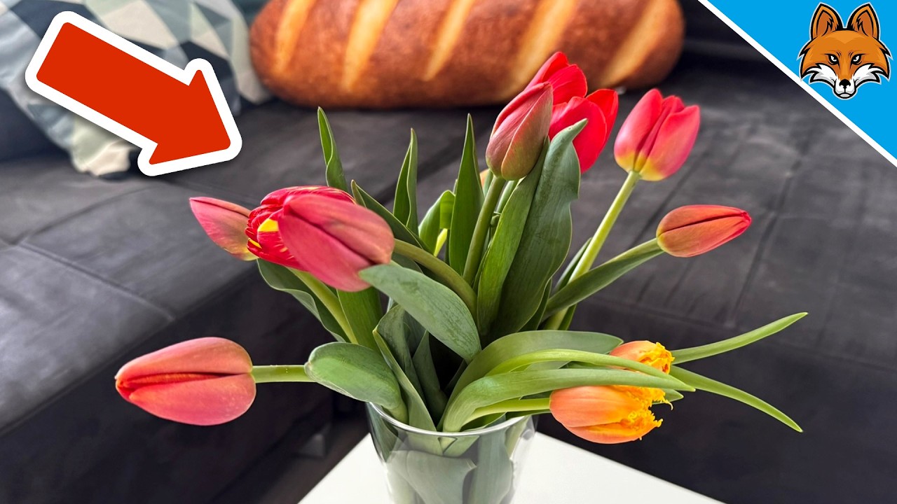 Fast ALLE machen diese Tulpen Fehler💥(Mit schlimmen Folgen)🤯