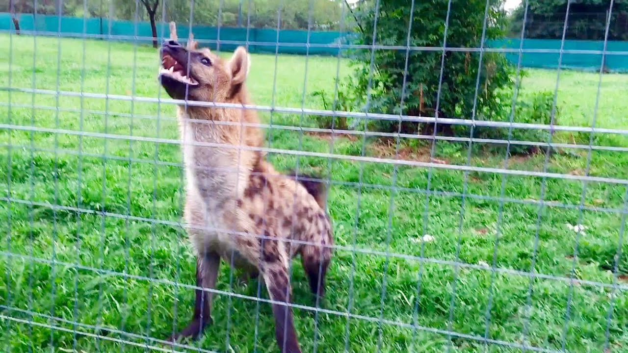 Roxy the hyena 