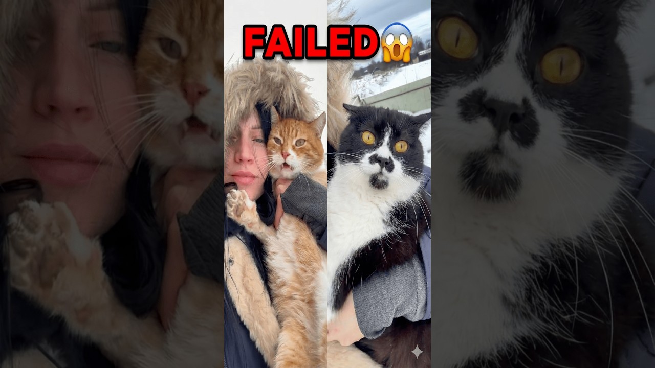I Tried Taking Aesthetic Selfies With My Cats (EXPECTATION vs REALITY) 😾❄️ #catselfie #grumpycat