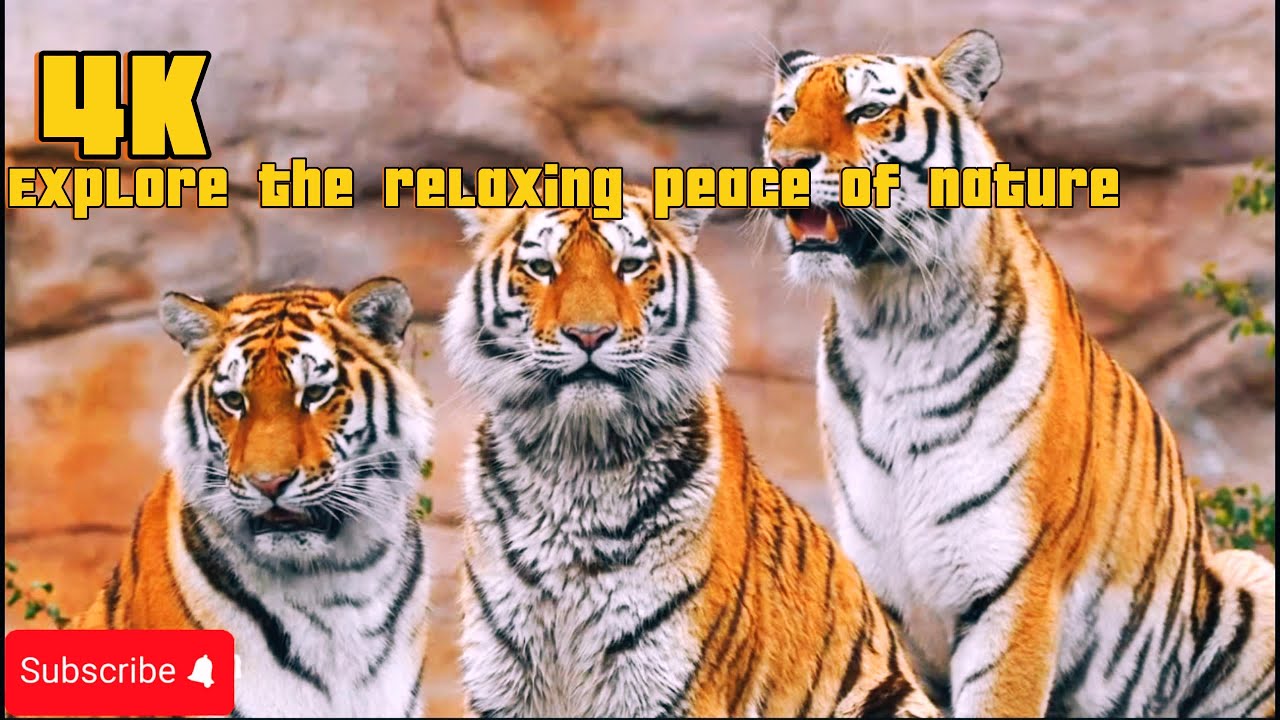 Can These Wild Animals Make You Relax Instantly?