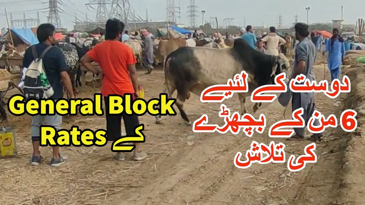 Dost K Liye 6 Mun K Bachray Ki Talash | Sohrab Goth Cow Mandi 2022