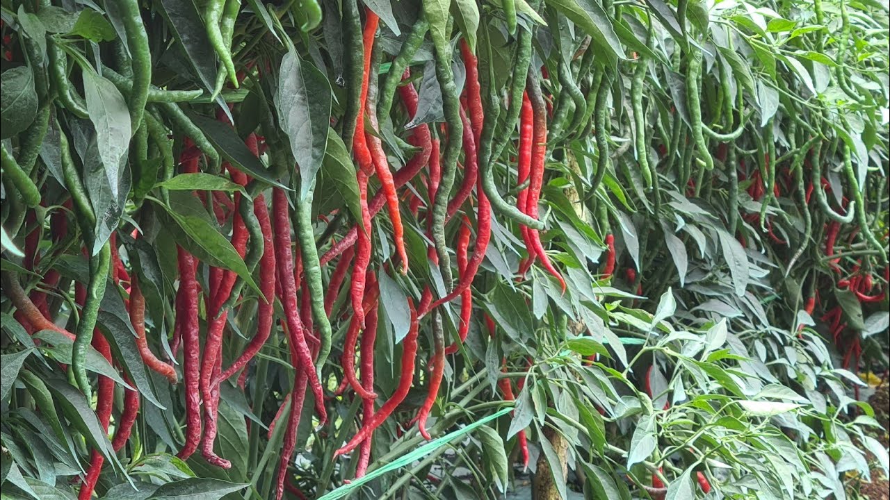 CABE LOKAL BATU GARUT, BUAHNYA MAKSIMAL | Manogi Situmorang