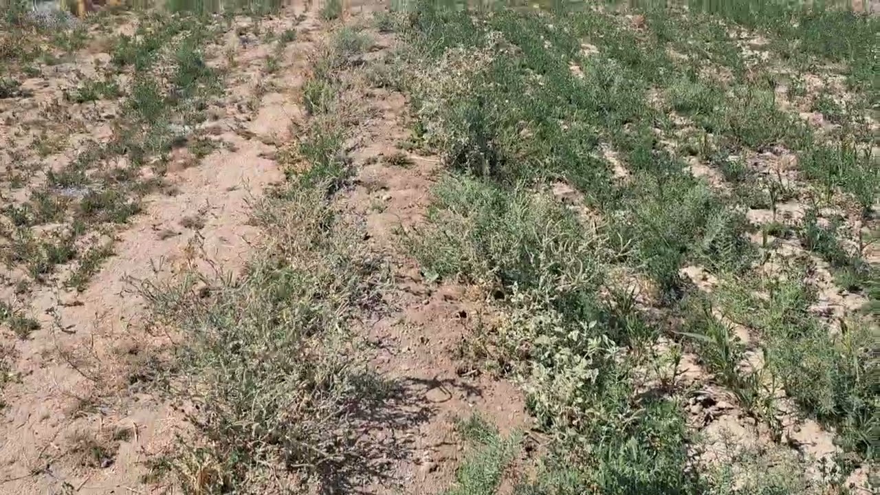 بعد اكتمال سياج ال BRC جولة في المزرعة 