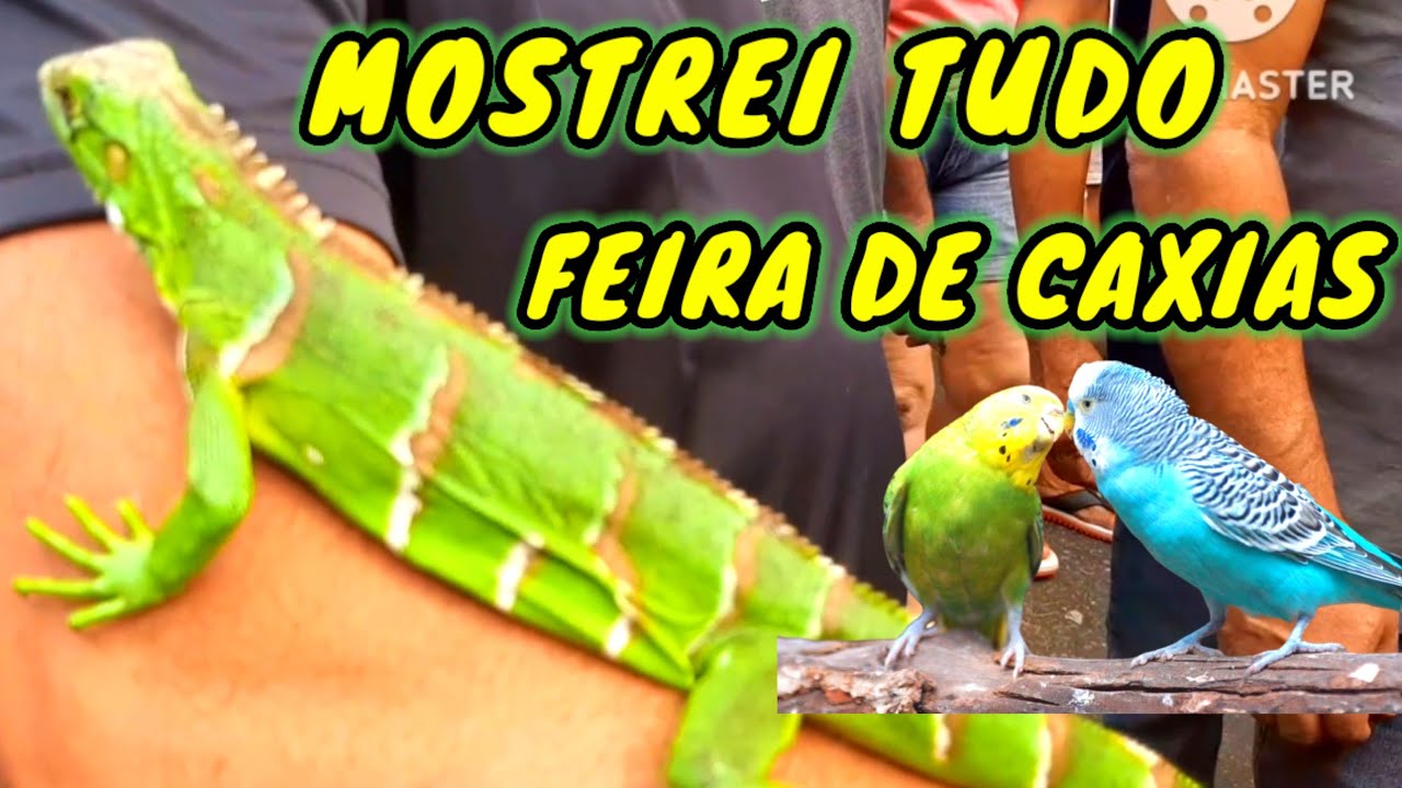 FEIRA DE CAXIAS MOSTREI A FACE OCULTA A MAIOR FEIRA DO BRASIL .