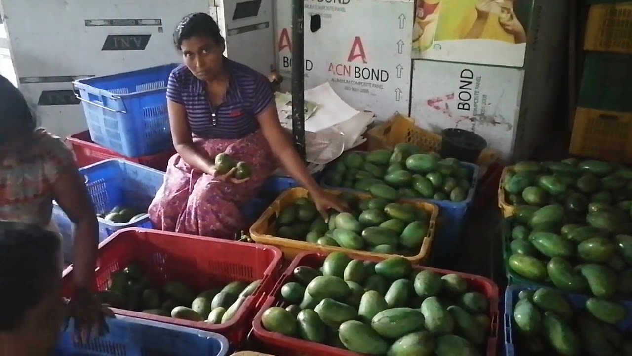 How to pre sorting of mango at pack house operations.