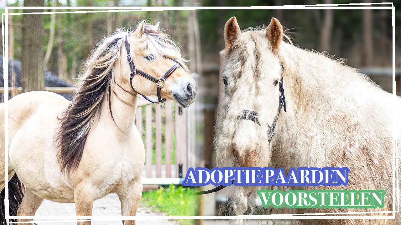 ADOPTIE PAARDEN VOORSTELLEN || Paardzoektbaas