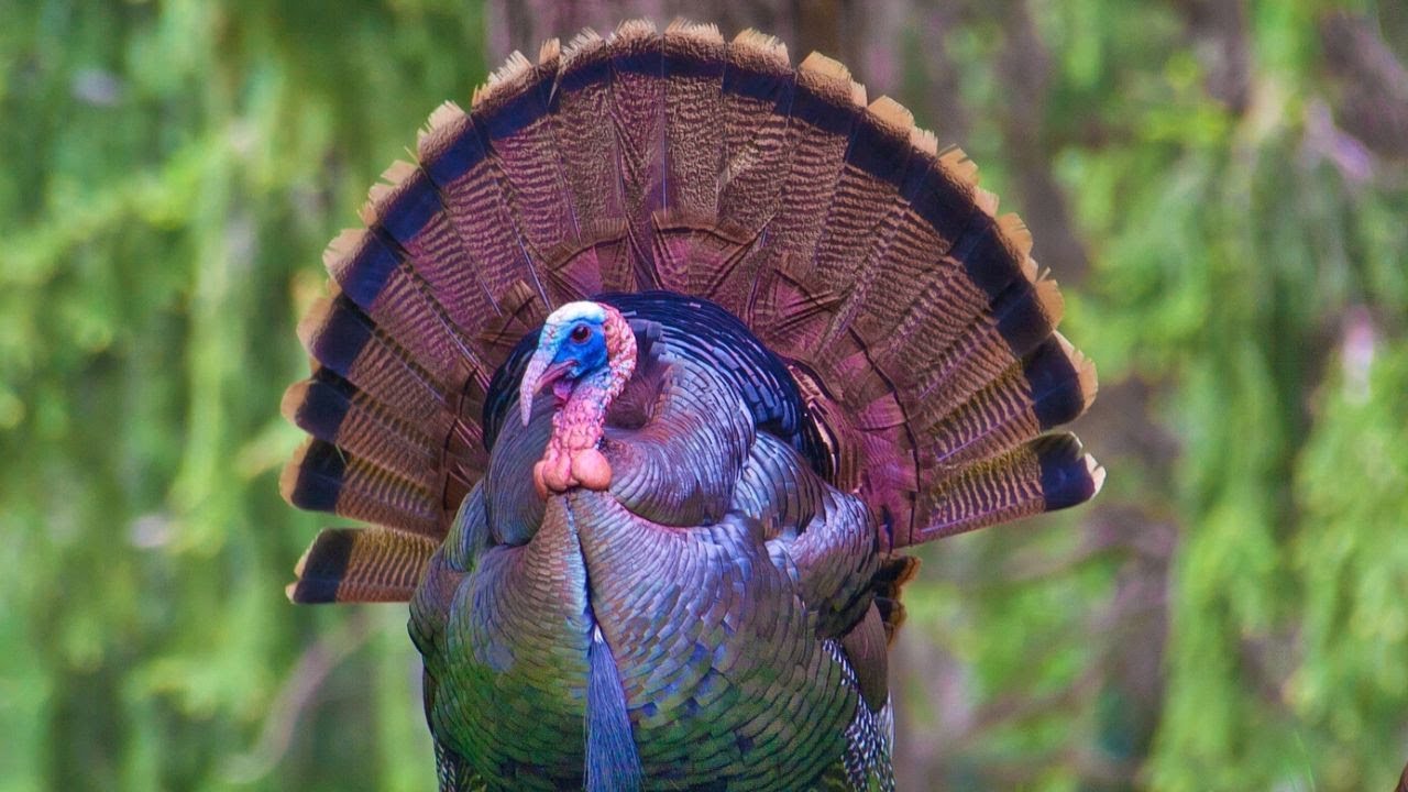 Turkey Call | Turkey Sound | Turkey Sound Effects | Turkey Gobble | Turkey Noises
