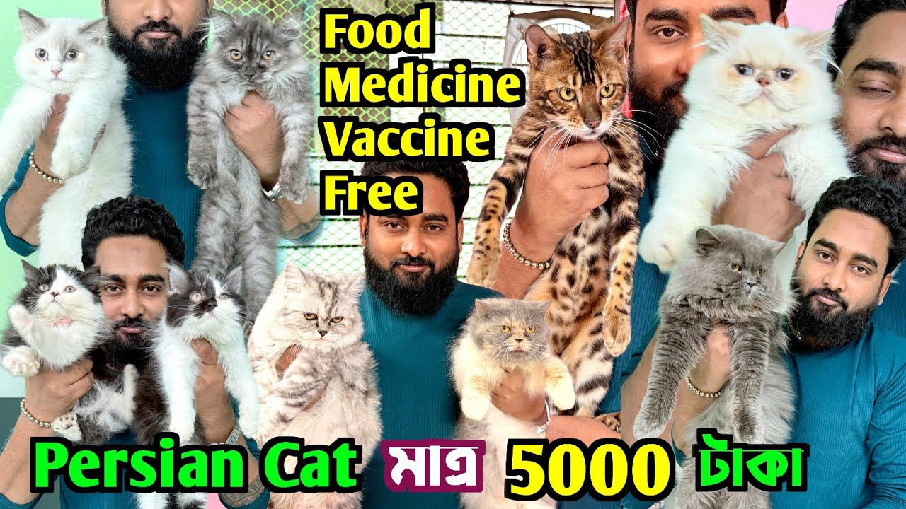 Persian Cat মাত্র 5000 টাকা! Bengal Cat Sale Low Price. Cat Market in Kolkata.