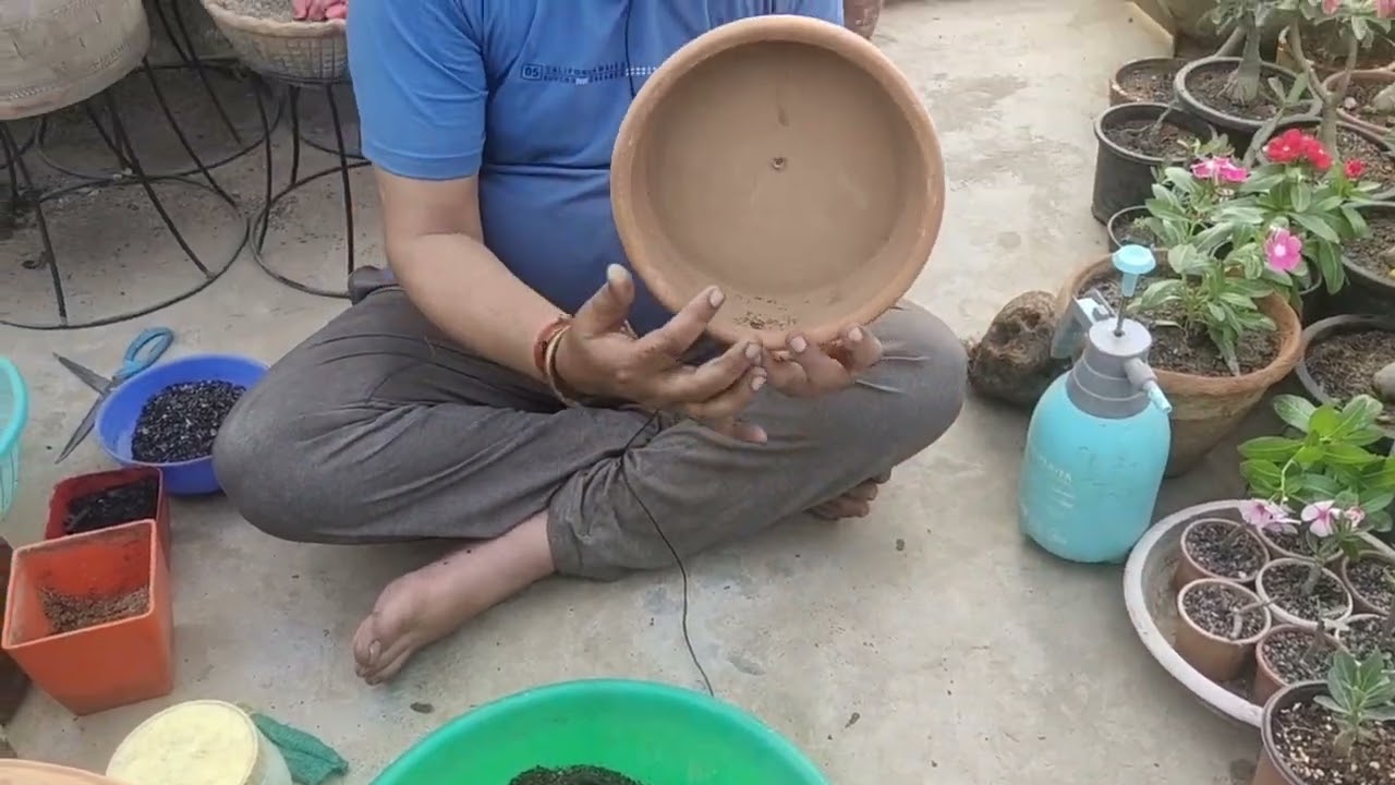Stephania Erecta Planting method How to plant stephania erecta correctly at your home