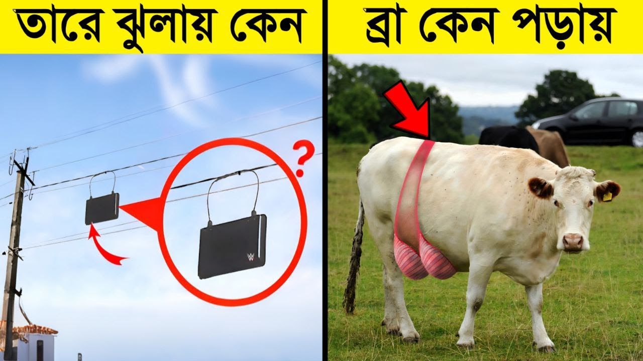 বিশ্বের খুবই অল্প মানুষ এই বিষয়গুলো সম্পর্কে জানে | You See It Everyday but Don't Know What It's For