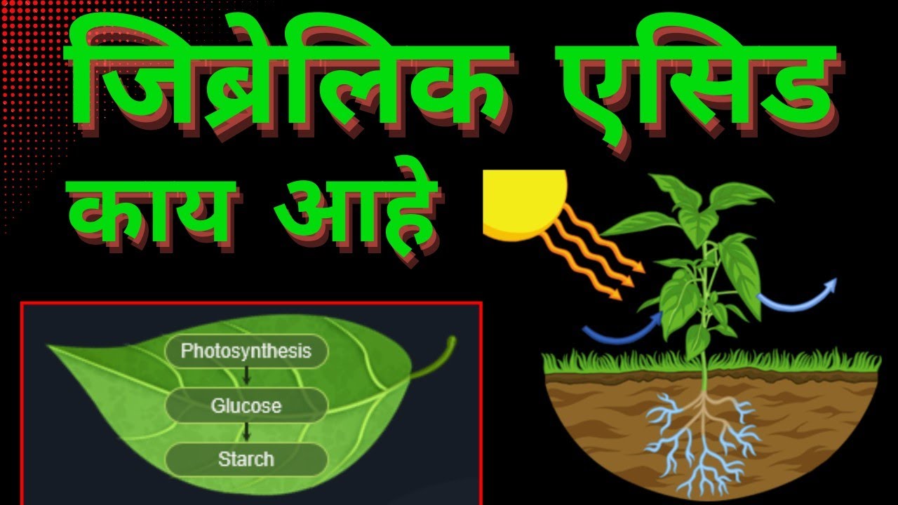 जिब्रेलिक एसिड बद्दल सर्व माहिती ll वापर ll प्रमाण ll फायदे ll तोटे ll Gibberellic Acid