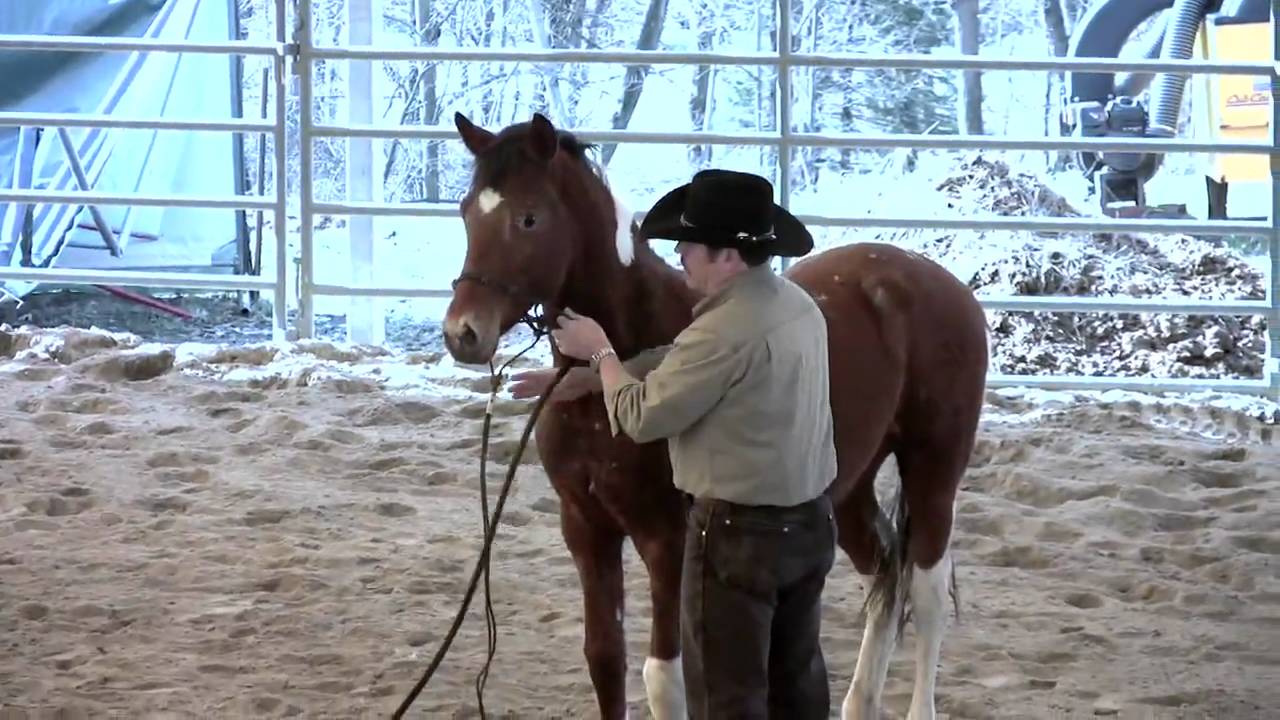 Day 2 - SCEA Rescue Horse - Halter & Lead