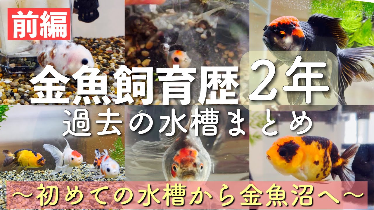 【振り返り】金魚飼育歴が2年を超えたので、今までの水槽を振り返ってみる。【前編】
