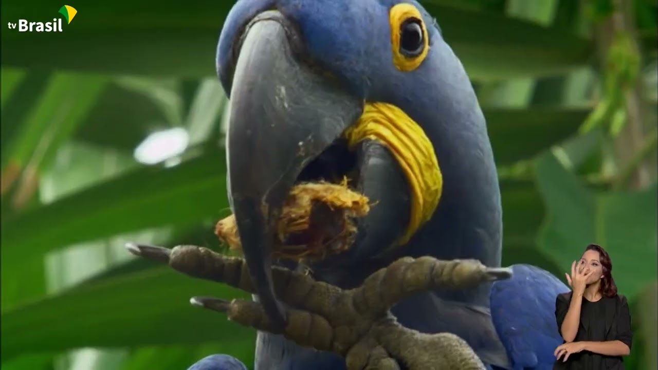 Pantanal: a maior área úmida continental do planeta | Nossos Biomas