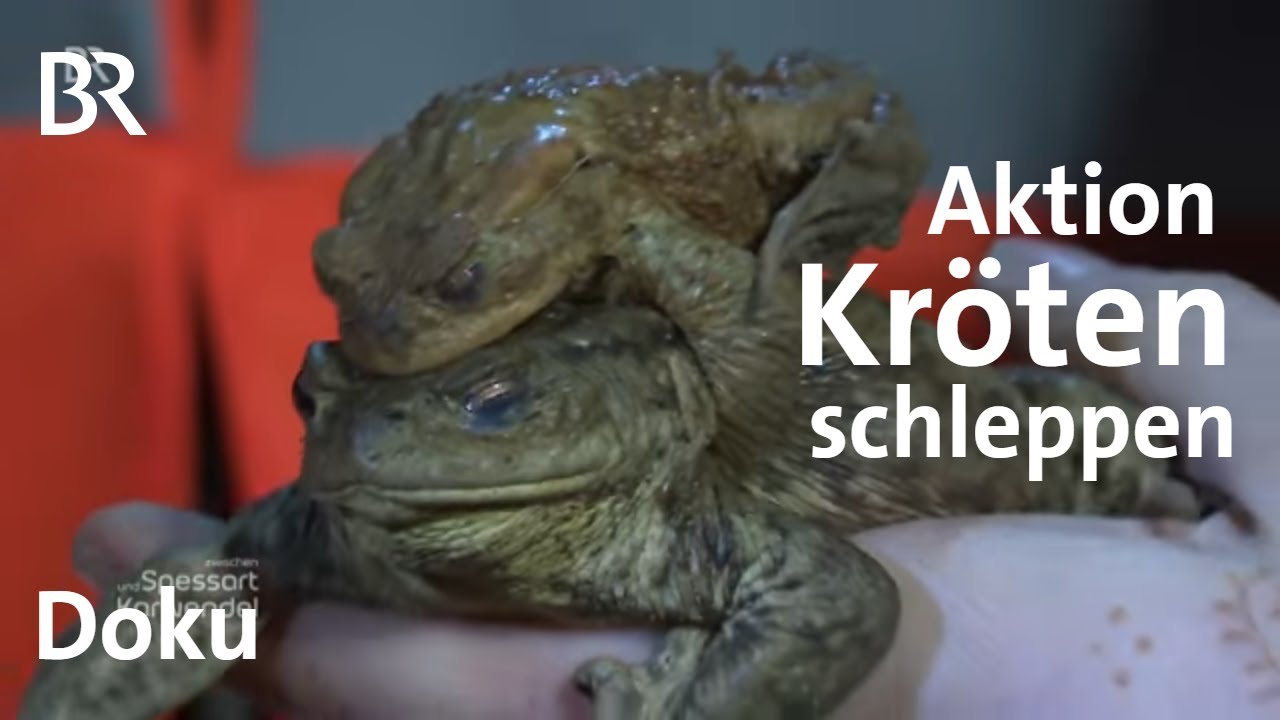 Kröten schleppen in Ochsenfurt: Liebestaxi zum Teich | Doku | Zwischen Spessart und Karwendel | BR
