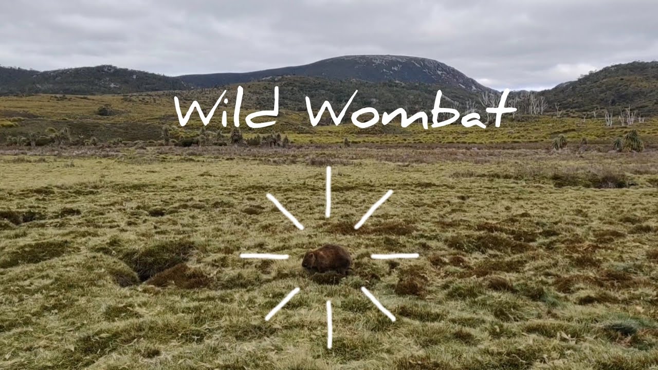 [Tasmania in Winter] Ep7: Wild Wombat Watching, Cradle Mountain, Tasmania