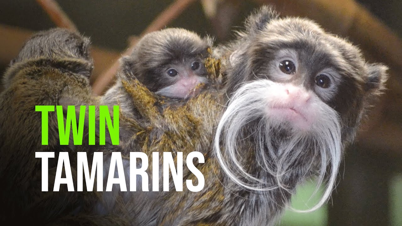 Emperor Tamarin Twins – Again!