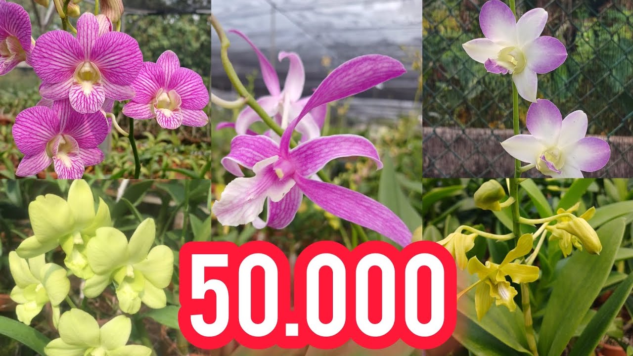 PROMO MERDEKA PART 4 |ANGGREK DENDRO BULAT & KRITINGAN CUMA 50 RIBU!|