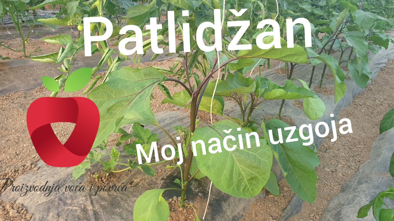 Uzgoj patlidžana, vezanje i kidanje zaperaka. Kada skidati list?