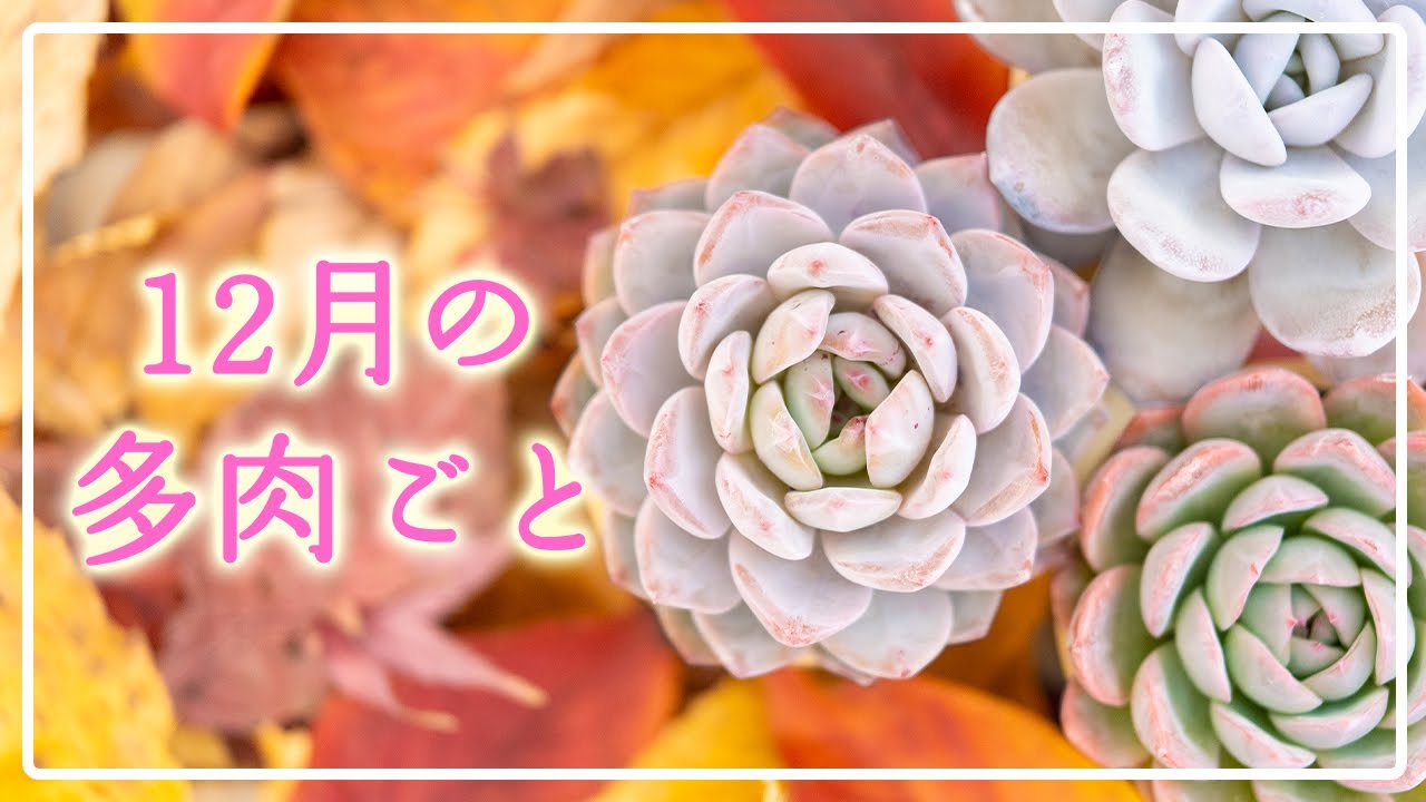 【本格的な寒さへ】ご褒美タイムの始まりです！