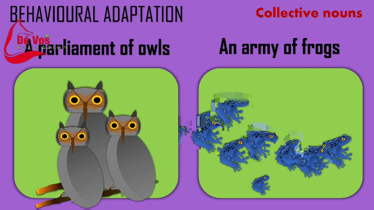 Predation :Predator and Prey adaptations
