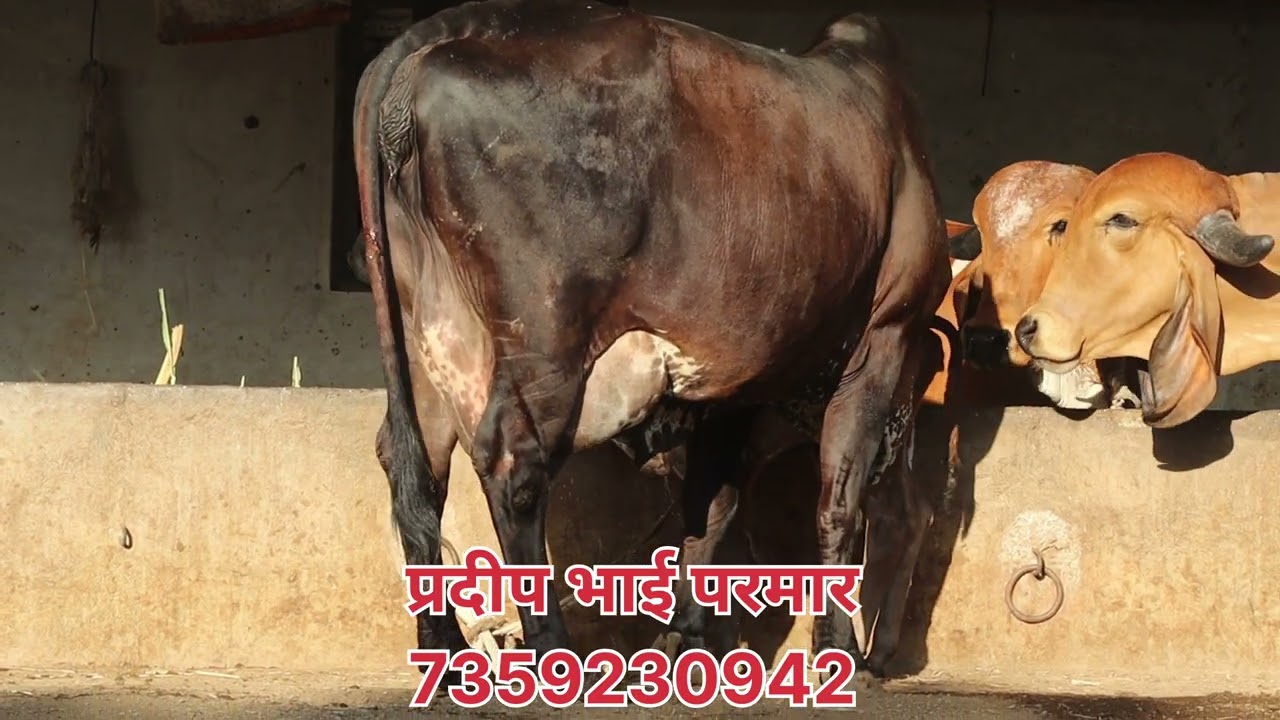 16 से 18 लीटर दूध देने वाली ब्लैक गिरगाय सेल के लिए उपलब्ध है#PRADIPGIRGAUSHALA #cow #animals #viral