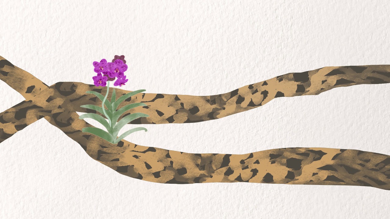 Epiphyte Explainer