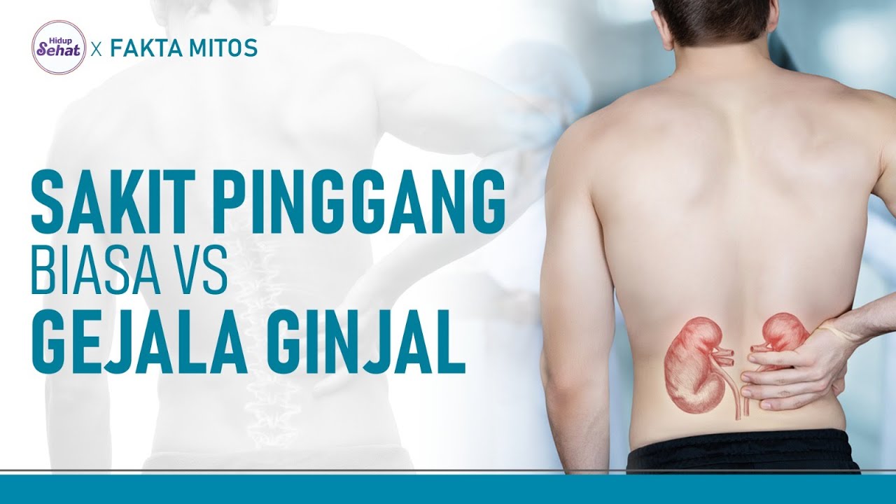 Kenali Perbedaan Sakit Pinggang Biasa dengan Gejala Penyakit Ginjal | Hidup Sehat tvOne