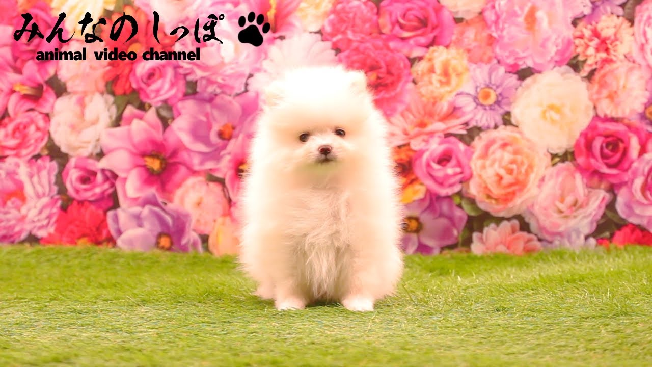 みんなのしっぽ【 ポメラニアン / Latte / R8121202-2 】