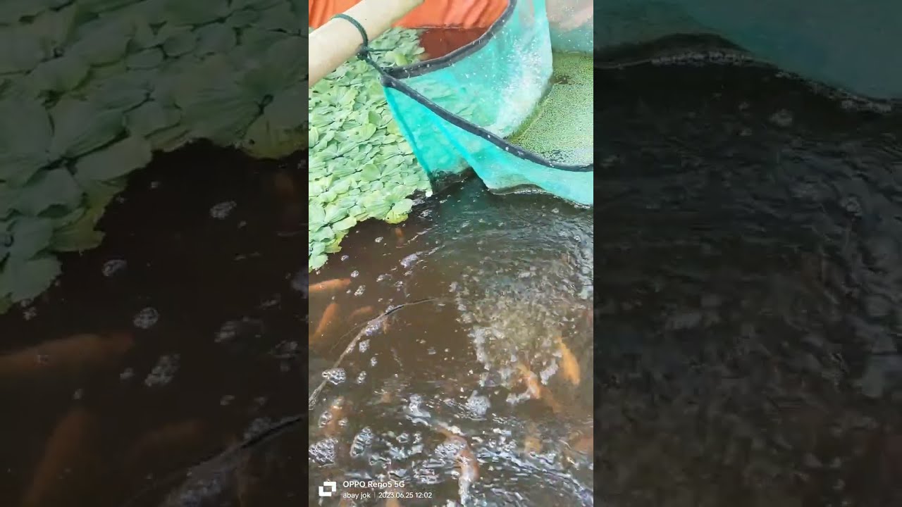 Alasan saya pake aerator jebo p30 sebagai pemula