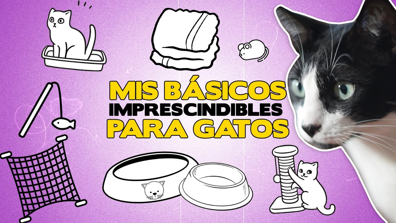 Los BÁSICOS IMPRESCINDIBLES para GATOS 😸 | Todo lo que necesita tu gato en casa
