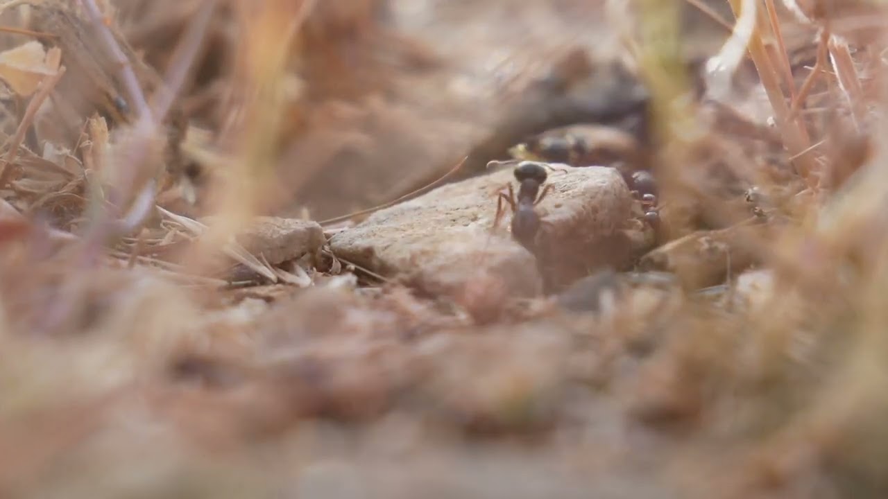 Ants  Nature's Tiny Architects