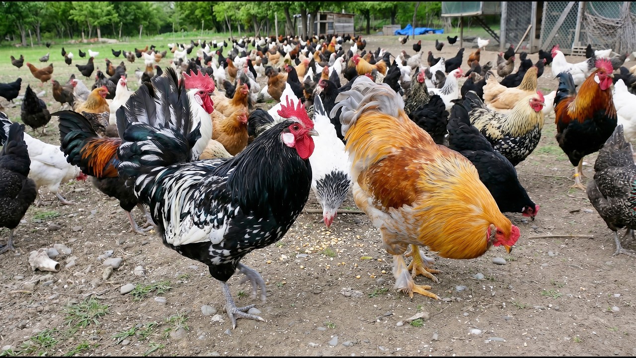 Relaxing Countryside Farm Life - Free-Range Chickens and Natural Egg Gathering