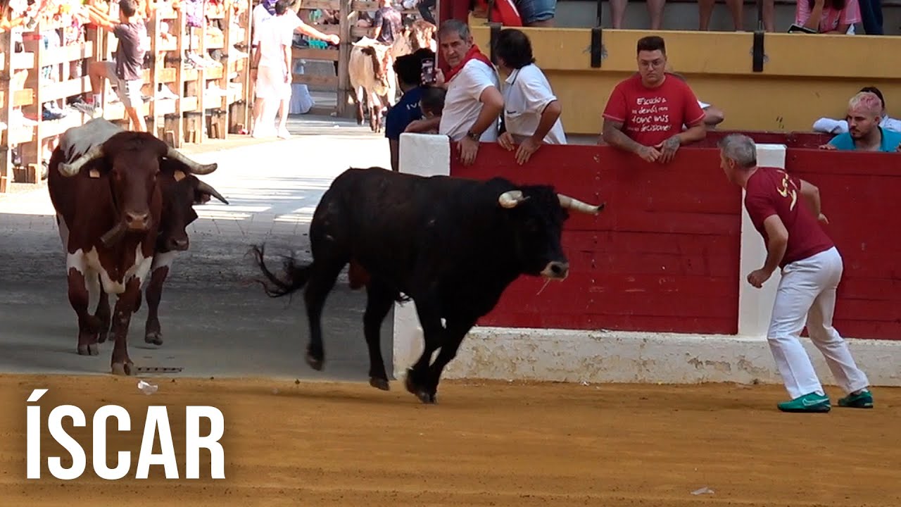Íscar 2025 Encierro y Capea con Toros Bravos