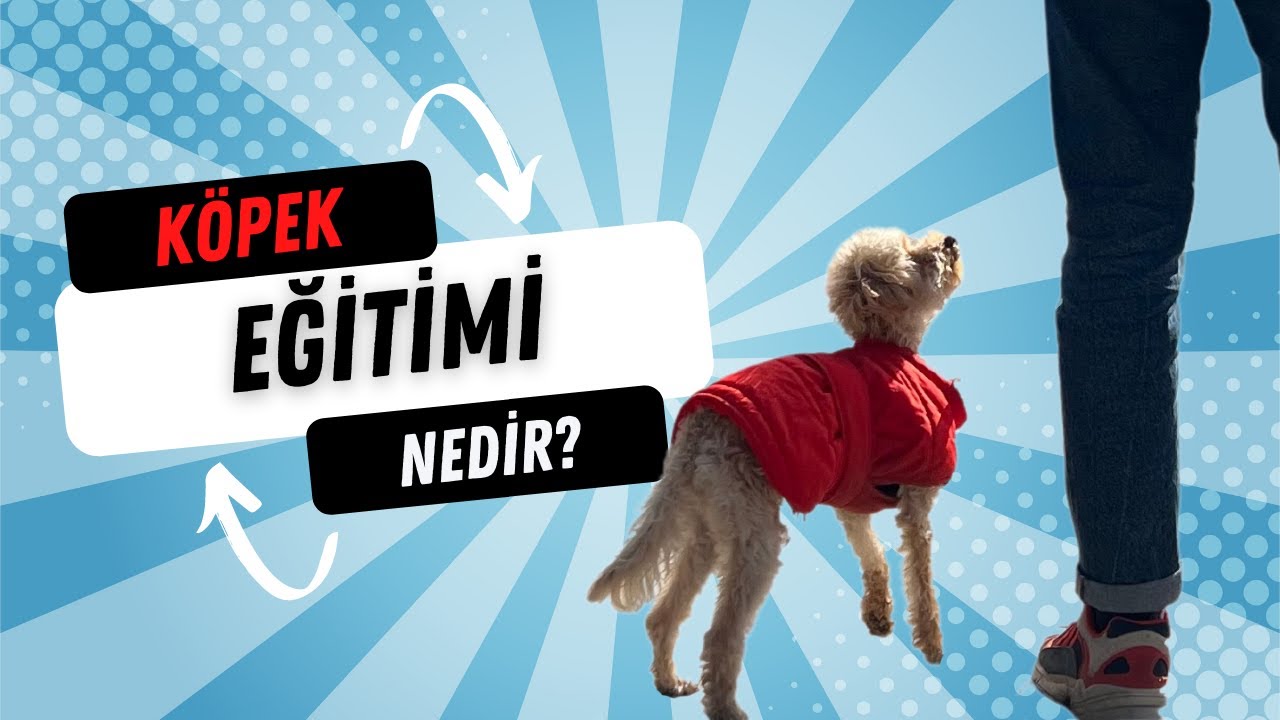 K&ouml;pek Eğitimi Nasıl Verilir? Eğitimden Beklentiniz Ne Olmalıdır? (K&ouml;pek Eğitimi)
