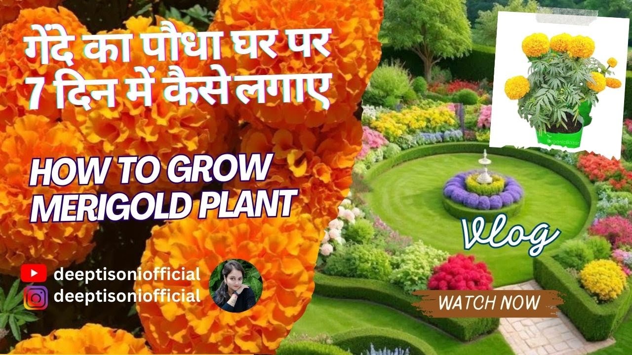 गेंदे Marigold के पौधे लगाए सिर्फ 7 दिन में। how to grow Marigold plants in 7days #marigold #flowers