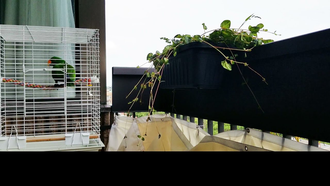 Parrot Makes Friend Downtown Montreal - Jasper the Eclectus Parrot