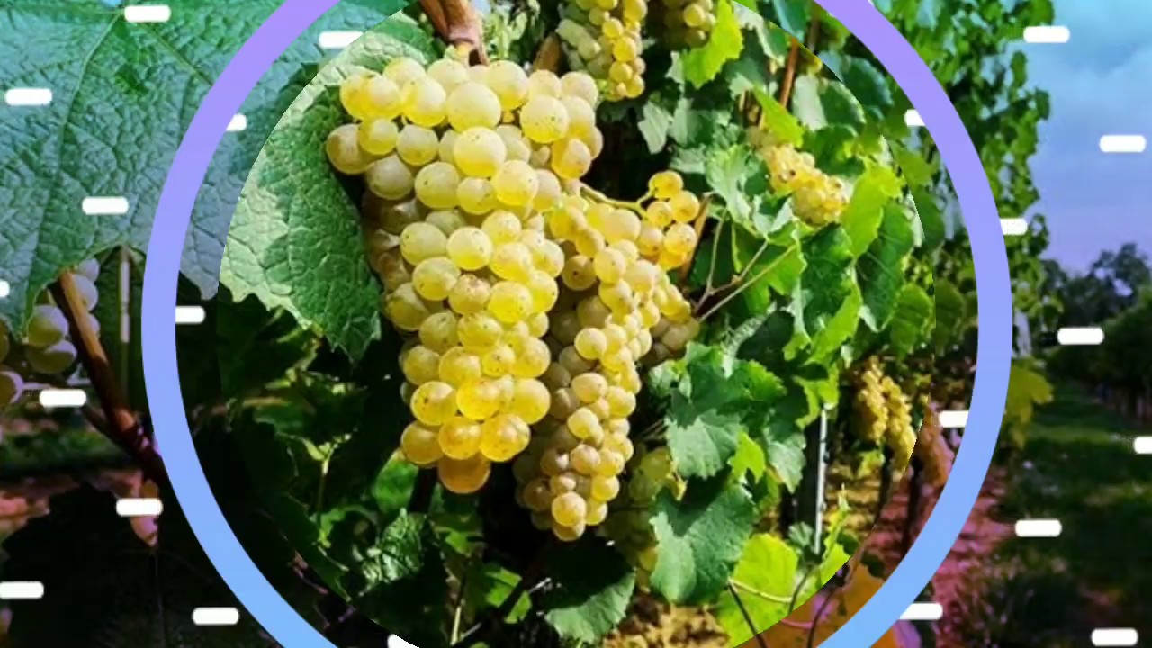 اصناف العنب 15: موسكا اطالي italia