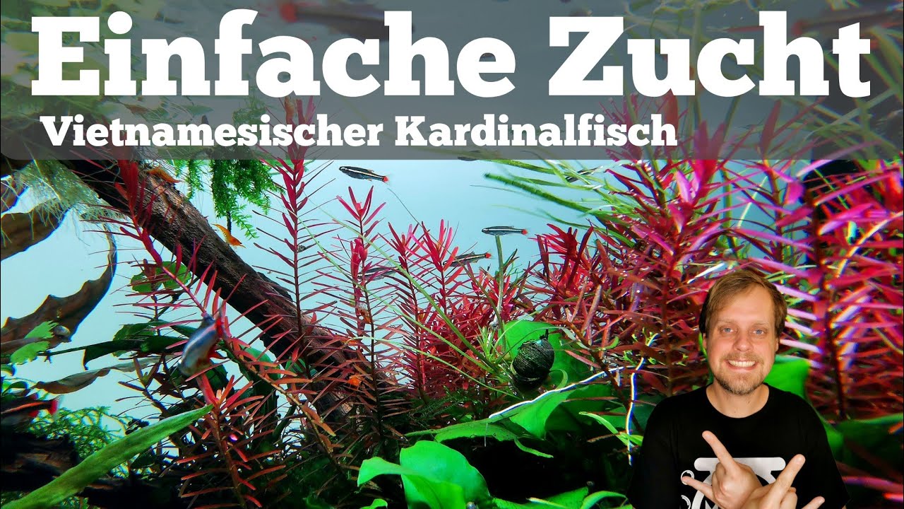 EINFACHE ZUCHT I Vietnamesischer Kardinalfisch - Tanichthys micagemmae