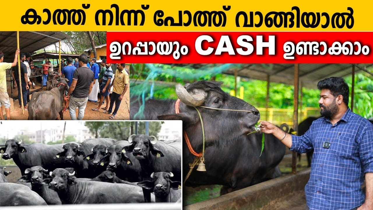 പോത്ത് ലോഡ് വരുന്നതും കാത്ത് ജനങ്ങള്‍ |വിലക്കുറവും BUYBACK പോളിസിയും പിന്നെ സമ്മാനങ്ങളും|SUMMERLAND