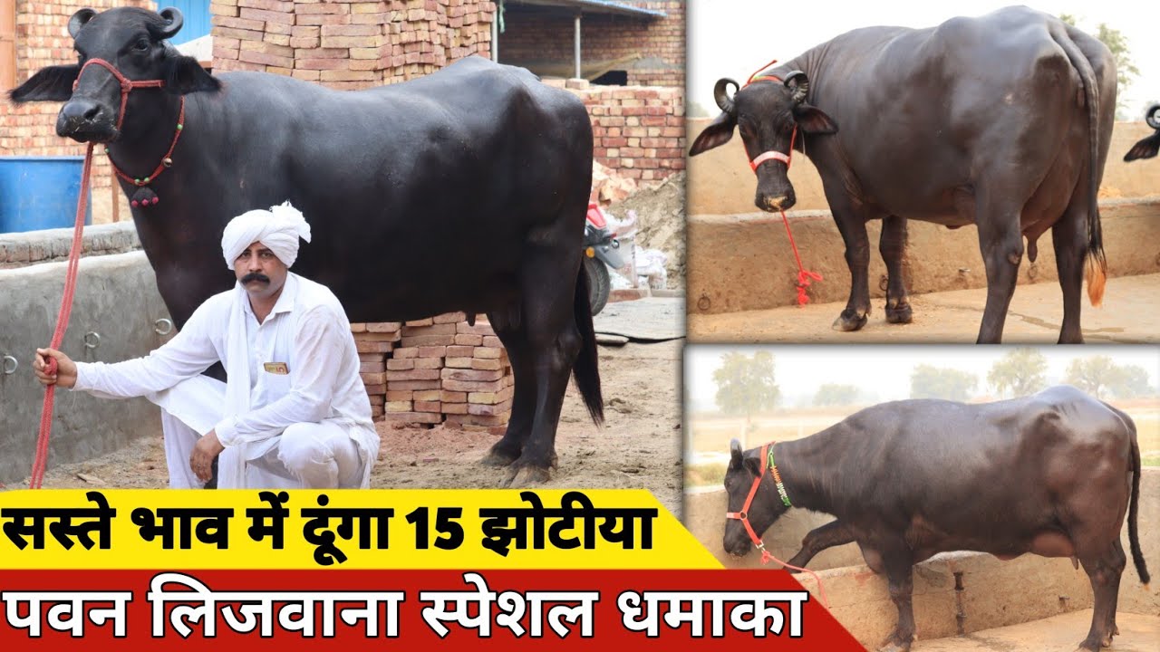 पवन लिजवाना स्पेशल धमाका, आज देंगे गजब पहलन झोटिया | Pawan Lijwana Dairy Farm (9996612846)